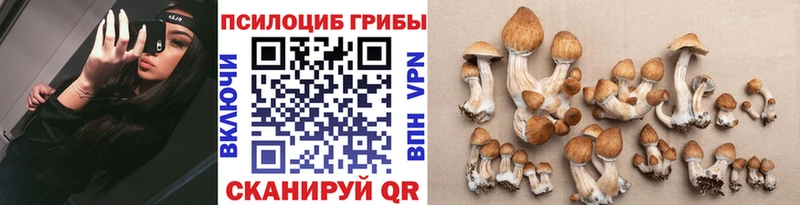 закладки Зеленогорск Галлюциногенные грибы Psilocybine cubensis